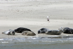 Ameland