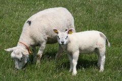 Ameland