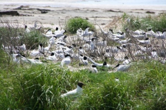 Ameland