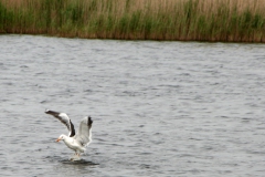 Ameland