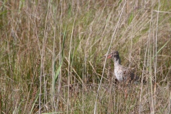 Ameland